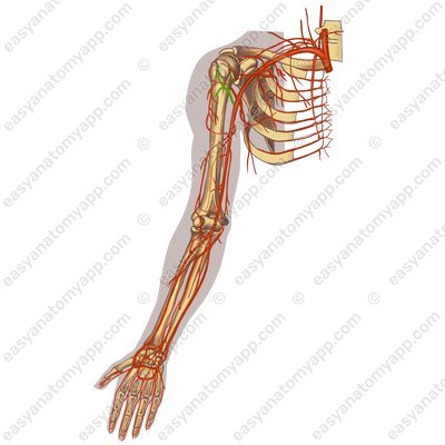 Передняя артерия, огибающая плечевую кость (arteria circumflexa anterior humeri)